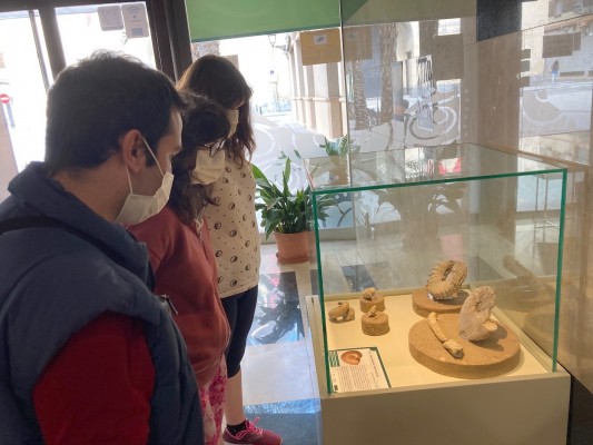 El Mupe expone una muestra del pasado marino ilicitano de hace cien millones de años