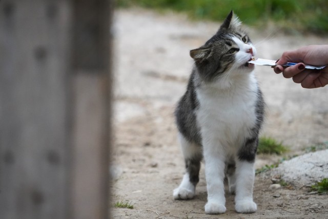 Waikiki: ¡ojo al gato!