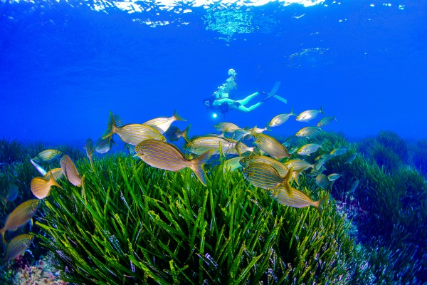 La Región se zambulle en la 'I RutaSub de Buceo': nueve inmersiones para descubrir cinco paraísos marinos 