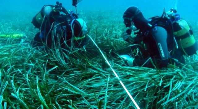 La Costa Blanca acoge el primer encuentro sobre la gestión de la posidonia organizado por UICN