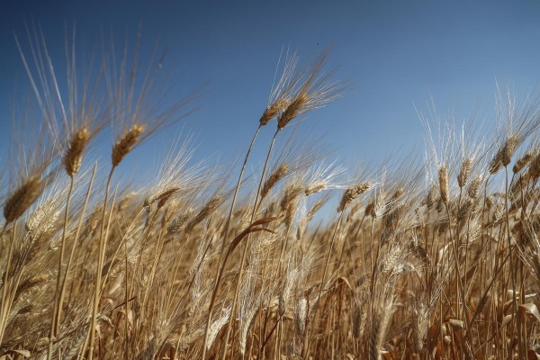 La guerra eleva la volatilidad de los precios agrícolas y sube los del cereal en España