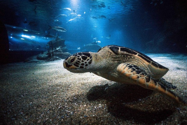 El Consell amplía su colaboración con la Fundación Oceanogràfic en investigación y conservación