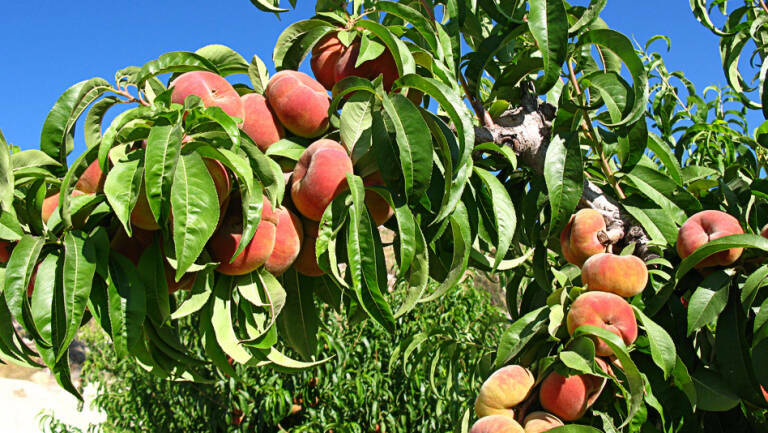 AVA-Asaja espera un alza de precios de la fruta de hueso ante 