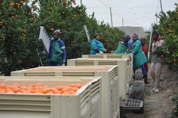 El lobby importador de naranjas holandés y alemán presionan para que Bruselas no apruebe el tratamiento en frío