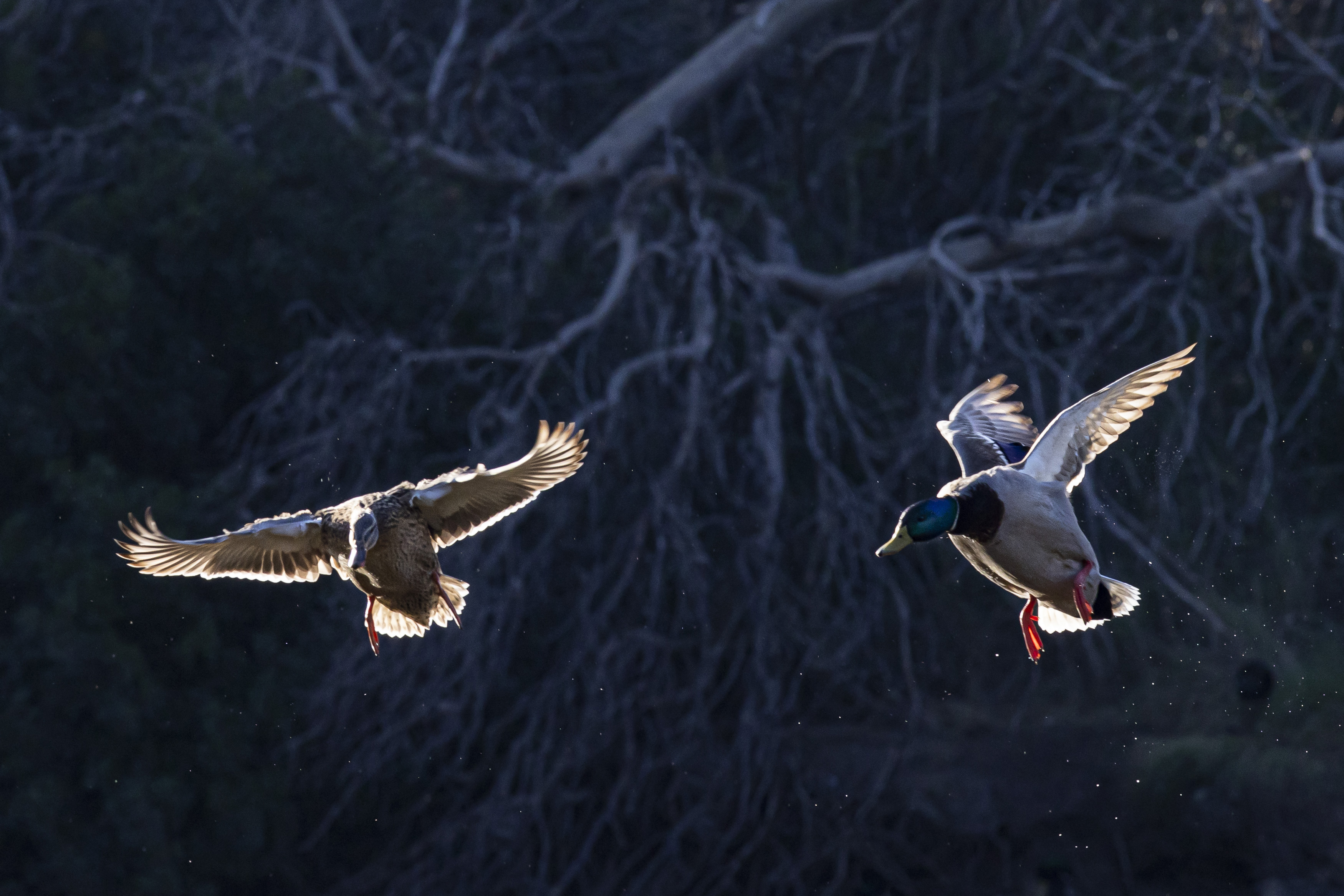 Foto: MIGUEL LORENZO. - 