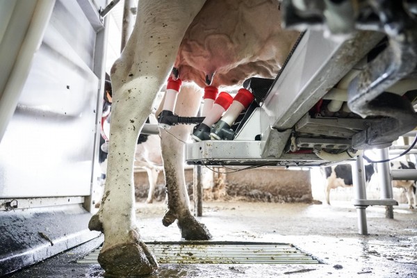 Bruselas aprueba el plan español de 169 millones de euros en ayudas para los productores de leche
