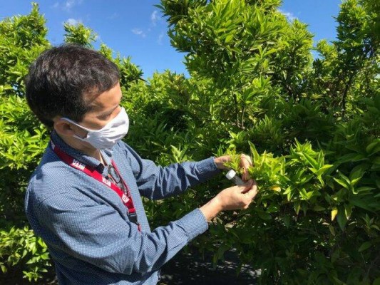 Los agricultores independientes avisan: un nuevo cotonet amenaza también a los cítricos