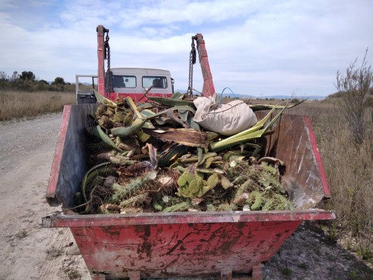 Retiran 8 m3 de flora exótica invasora del tramo bajo de la Desembocadura del río Millars