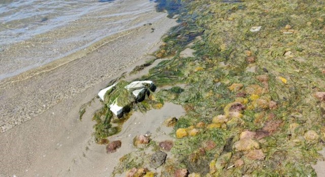 Litoral tramita de forma urgente un nuevo contrato para la retirada de biomasa de las playas de Cartagena