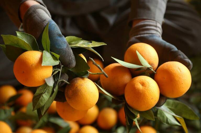 El sector citrícola europeo ve 