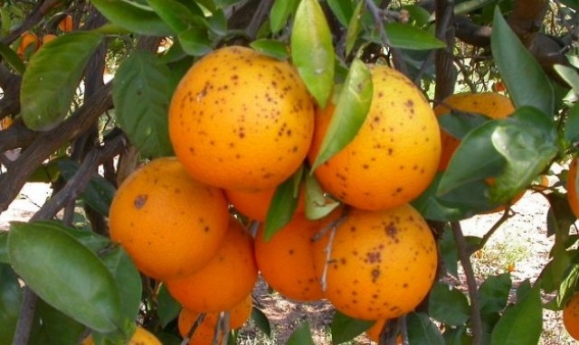 La UE importará cítricos con plagas para transformarlos en zumo en los Países Bajos 