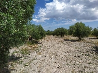 Emprender en la España rural