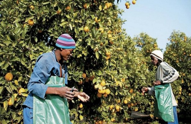 A Bruselas se le acaba el tiempo: pide el frío para la naranja sudafricana... pero no tramita la norma