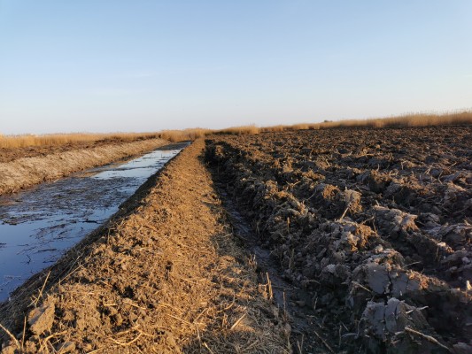 El Prat de Cabanes recupera 5.000m² de arrozales como una apuesta sostenible