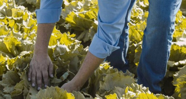 Las heladas, las lluvias y la calima dejan 140 millones las pérdidas en los cultivos de la Región  