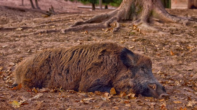La Unió pide extremar las precauciones para evitar la entrada de la peste porcina africana