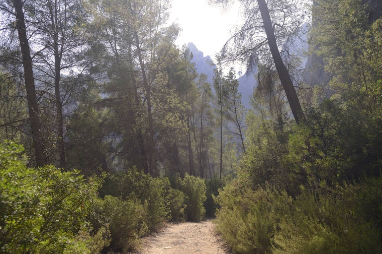 La Generalitat lanza una app para facilitar la vigilancia y el control de plagas en bosques