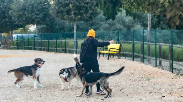 El albergue de animales de San Vicente, fuera de la primera remesa de remanentes; se incluirá en la siguiente
