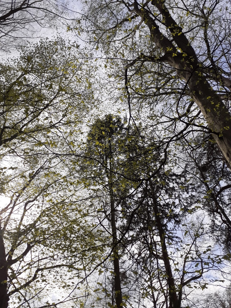 Mirando al cielo. Foto:  PAULA GAVILÀ - 