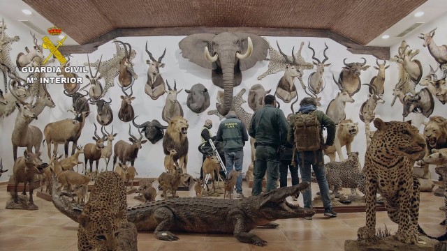 La Guardia Civil incauta en Bétera 1.090 animales protegidos disecados, la mayor colección hallada en España