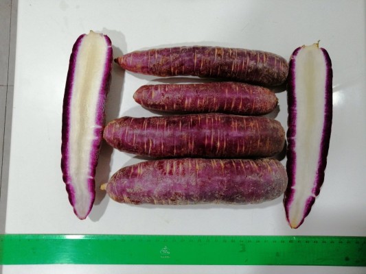  Investigadores de la UPV recuperan la ancestral zanahoria morada de Villena, un cultivo histórico