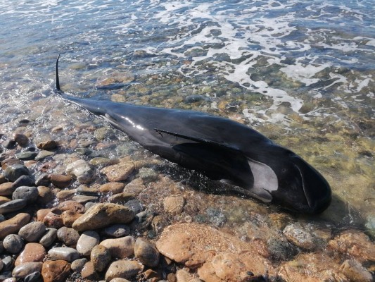 Encuentran un ejemplar de calderón común muerto en la playa de La Azohía
