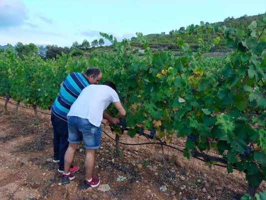 El rodeno y los alcornocales de la Serra d'Espadà, hábitat de un vino seductor como el de Almedíjar