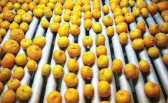Récord de mandarinas importadas en España en plena campaña: las entradas crecen un 13% y Egipto dispara sus envíos 