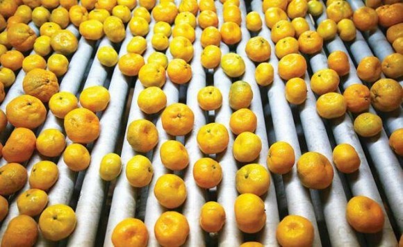 Récord de mandarinas importadas en España en plena campaña: las entradas crecen un 13% y Egipto dispara sus envíos 
