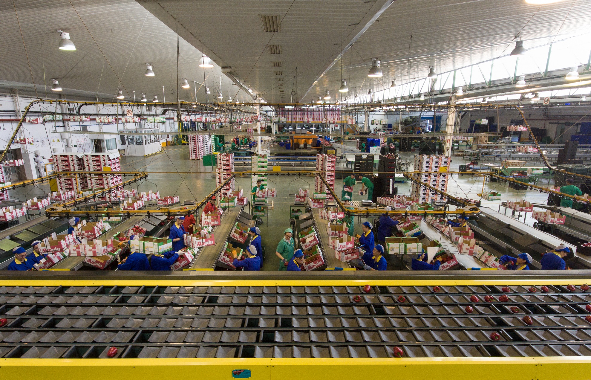  El sector hortofrutícola y citrícola avisa de que debe subir precios debido al aumento de costes