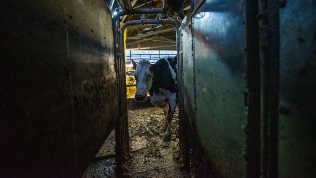 'Vaca': maternidad, esclavitud y vidas no-humanas