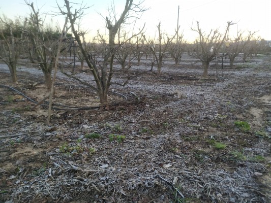 La Unió y AVA-Asaja estiman pérdidas de hasta 50 millones en el campo valenciano por las heladas