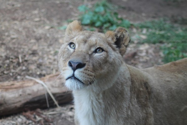 Una pareja de leones africanos llega a Terra Natura, que convocará un sorteo en sus redes para darles nombre