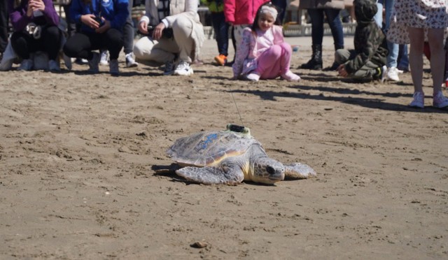 La tortuga Paz regresa al mar arropada por niños refugiados ucranianos