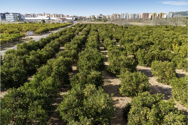 Castelló bonifica el IBI rústico a 360 fincas para ayudar a frenar el abandono de campos