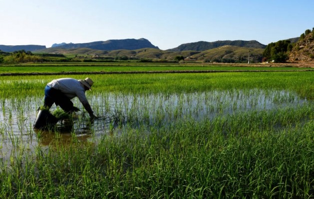 La prohibición de importar fosfatos de Rusia afectará al cultivo del arroz 