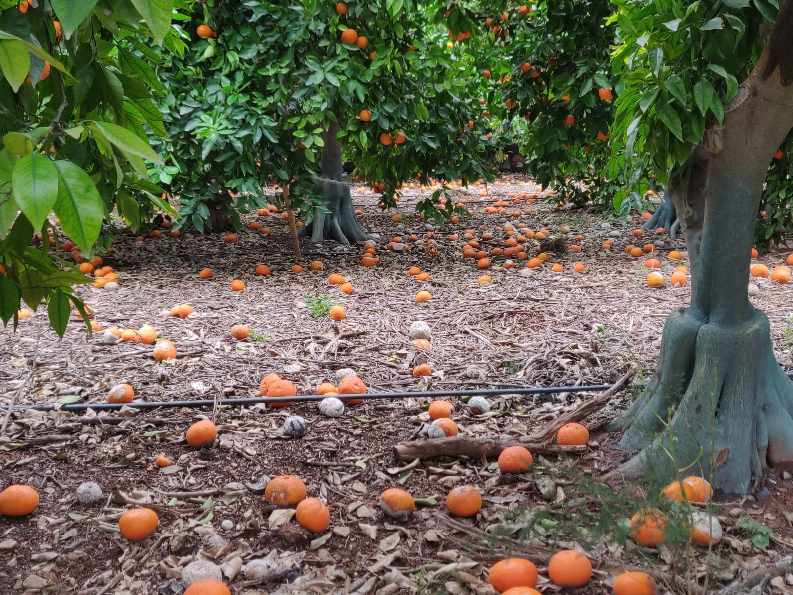 Las lluvias de las últimas semanas causan daños de 11 millones en el campo valenciano