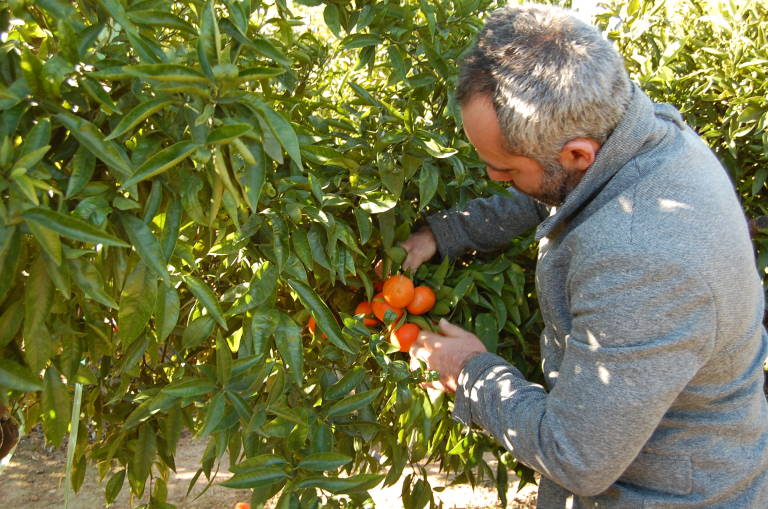 La Unió reclama promocionar los cítricos españoles para revertir la caída del consumo y la exportación