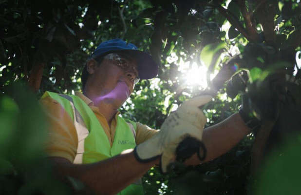 AM Fresh sigue imparable en su expansión global y se alía con la líder chilena en desarrollo de uva