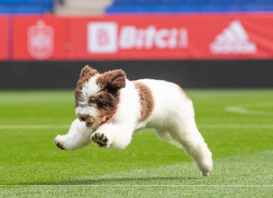 La selección española adopta a Musa para apoyar el bienestar animal