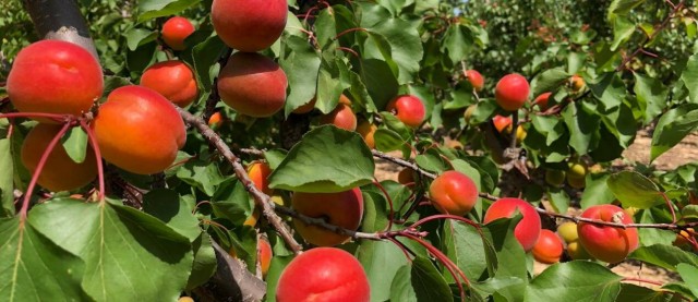 Mazazo a la fruta de hueso: los costes de producción subirán un 30% 