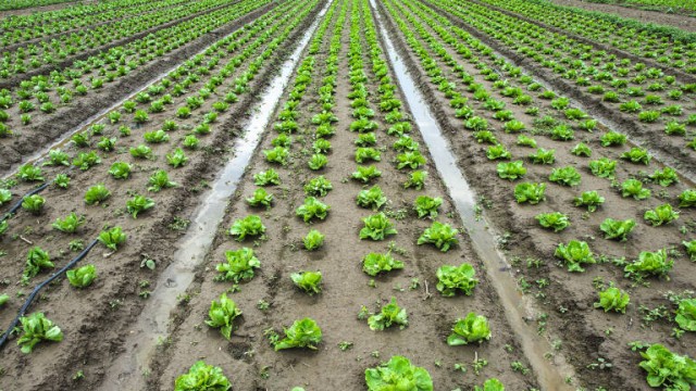 La agricultura eficiente, clave de un sistema de agua sostenible