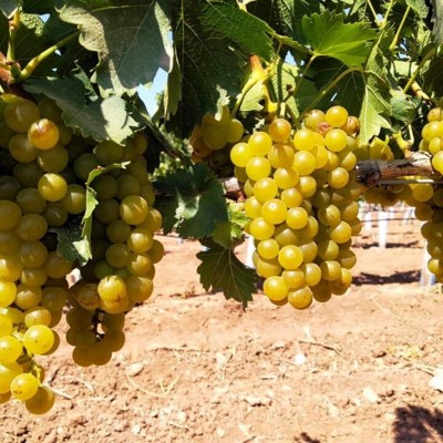 Cómo gestionar el enoturismo: la Ruta del Vino de Alicante 