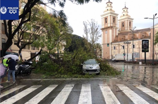 Árboles caídos e instalaciones deportivas cerradas como consecuencias de la borrasca Celia