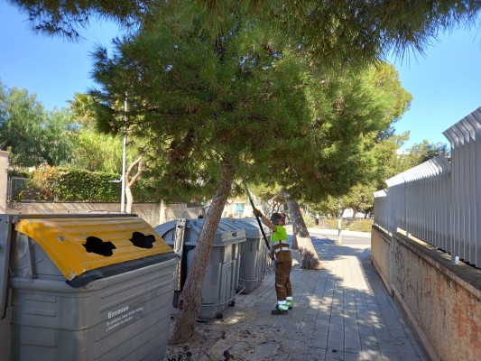 Alicante repone en cuatro meses el 75% de los alcorques vacíos con 1.350 ejemplares