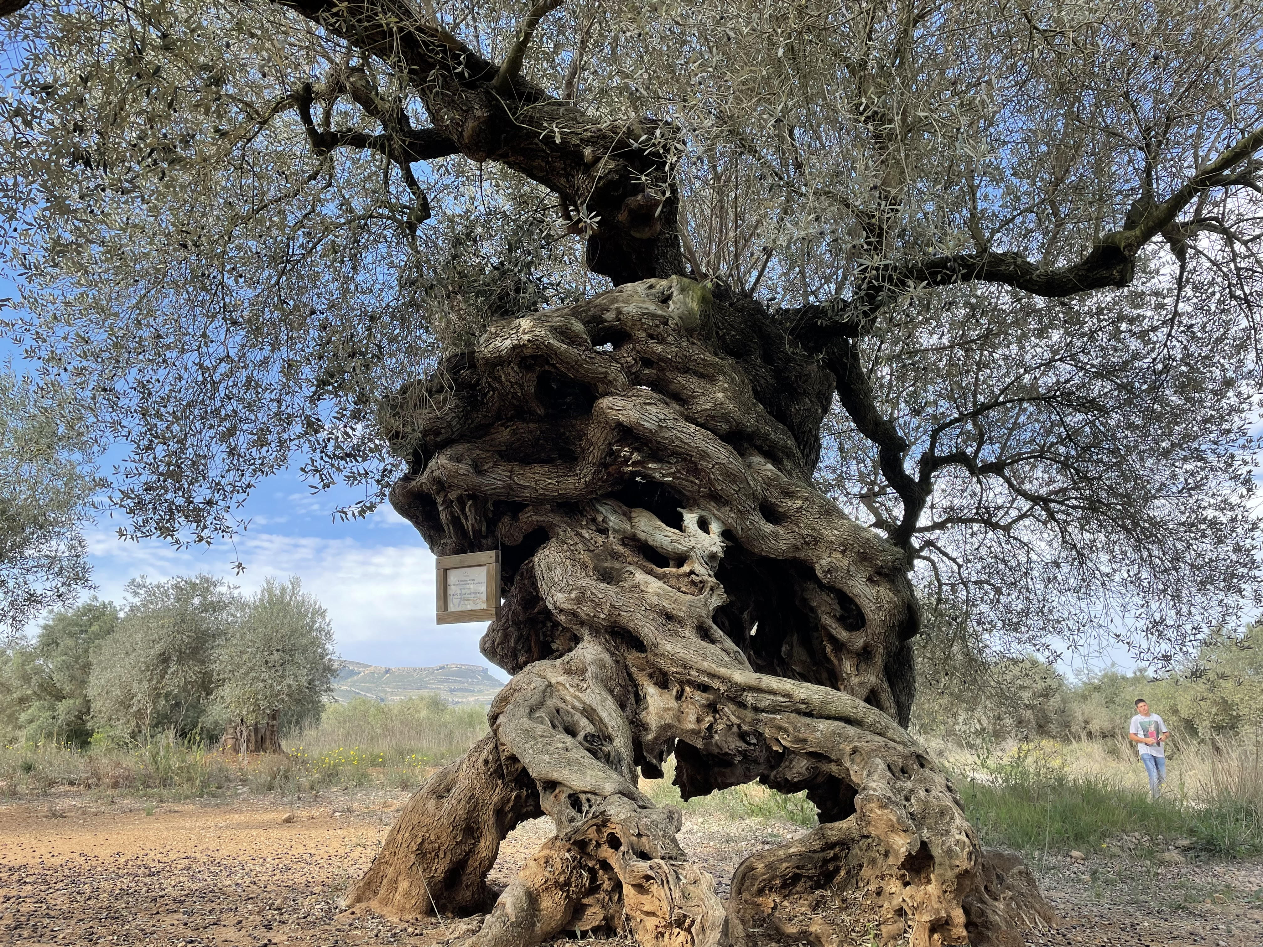Los secretos del Baix Maestrat (Castelló) 
