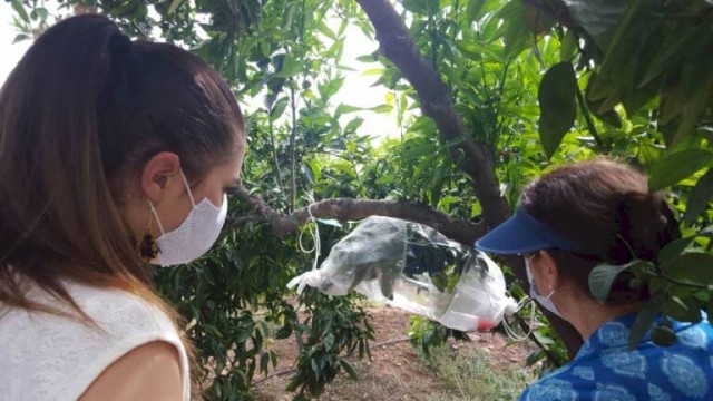 Agricultura tramita las ayudas por el cotonet: para 23 comarcas y espera tenerlas antes de verano