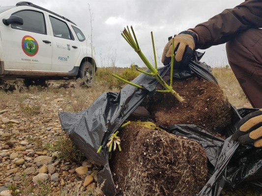 Detectan 45 bolsas con restos de plantas de marihuana en la Desembocadura del Millars