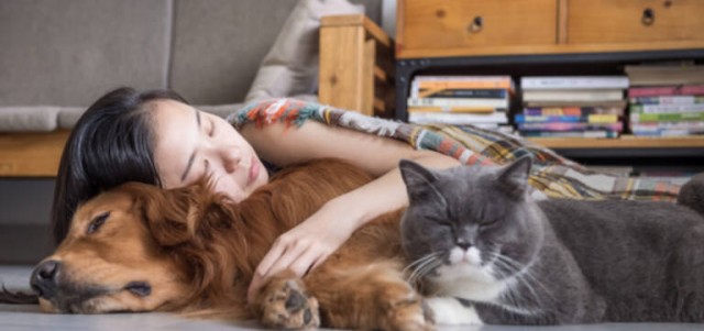 El sueño en los animales depende de si son depredadores o presas