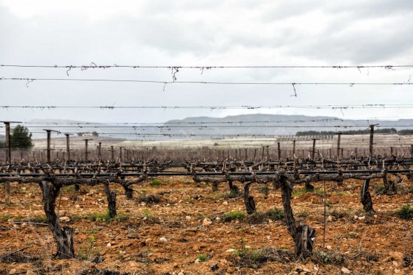 De vinos valencianos
